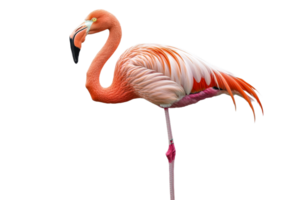 Vibrant flamingo standing gracefully on one leg, cut out transparent png