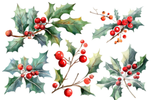 Holly branches with red berries on transparent background png