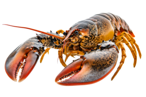 Detailed lobster on transparent background in clear view png