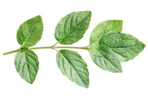 Fresh green basil leaves on a transparent background png