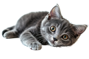 Gray kitten resting on a transparent background png
