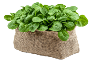 Fresh spinach in a burlap sack on a transparent background png