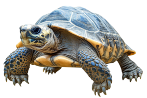 Tortoise crawling on transparent background png