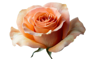 Peach rose with delicate petals on clear background png