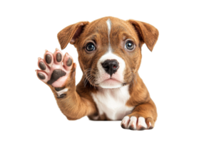 Cute puppy waving hello with a friendly expression png