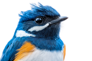 Vibrant bird portrait with sharp features png