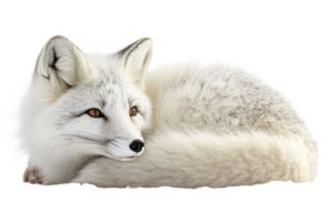 White fox resting peacefully on a soft surface png