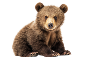 Grizzly bear cub sitting on transparent background png