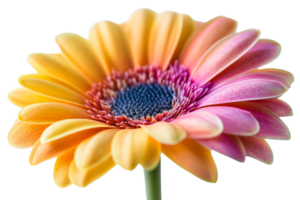 Vibrant flower on transparent background png