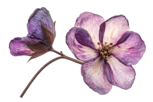 Delicate purple and white flower with transparent background png