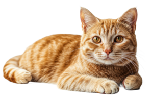 Orange tabby cat resting on a white surface png