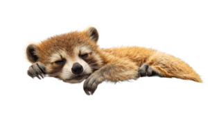 Raccoon resting peacefully on a transparent background png