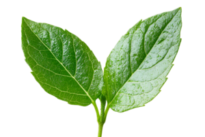 Bright green leaves with translucent background for design png