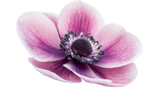 Beautiful pink anemone flower with intricate details png