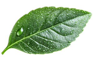 Fresh green leaf with droplets on transparent background png