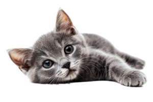 Gray kitten resting on a soft surface with a relaxed pose png