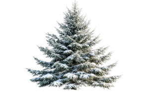 Snow covered evergreen tree with a transparent background png