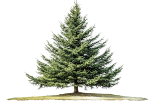 Lush evergreen tree with a transparent background png