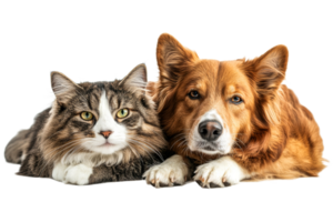 Pets relaxing together on a soft surface in a cozy setting png