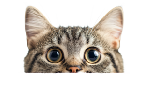 Curious cat peeking over a surface with big eyes png