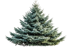 Evergreen tree in natural green color with a full shape png