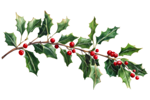 Holly branch with berries on transparent background png