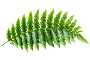 Green fern leaf with intricate leaf patterns and details png