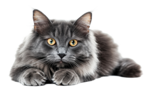 Gray cat with golden eyes on clear background png