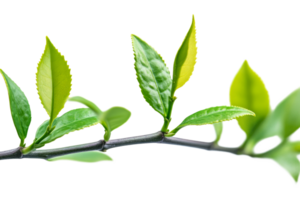 Fresh green tea leaves on branch with transparent background png