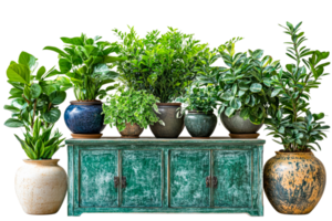 Lush indoor plants arranged on a rustic green cabinet png