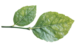 Green leaves on a branch against a transparent background png