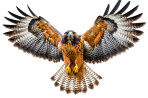 Majestic hawk soaring in open sky with wings outstretched png