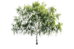 Green birch tree with transparent background for design png
