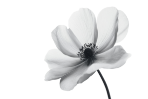 Elegant black and white flower with transparent background png