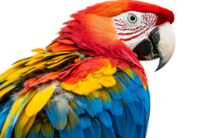 Vibrant macaw on a clear background png