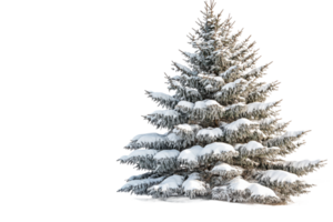 Snow covered evergreen tree on transparent background png