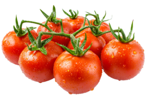 Freshly picked tomatoes with water droplets on vines png