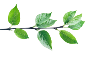 Fresh green branch on a clear background png