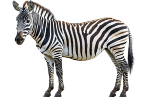 Zebra standing on a transparent background in natural pose png
