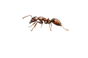 Detailed large ant on a transparent background png