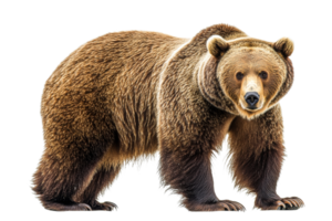 Grizzly bear on a transparent background png