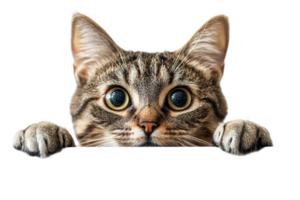 Curious cat peeking over the edge of a surface png