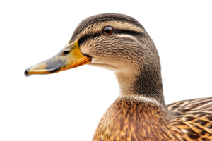 Close up of a duck with detailed feathers and bright eyes png