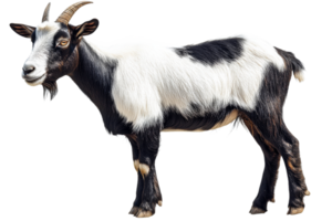Black and white goat standing with a transparent background png