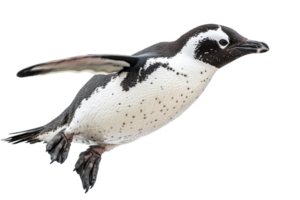 Penguin in mid flight with transparent background png