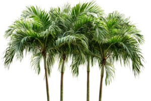 Lush tropical palms arranged with a transparent background png