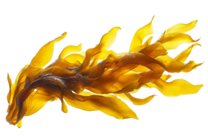 Seaweed with elegant wavy fronds on transparent background png