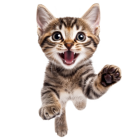 Running playful kitten with happy expression png