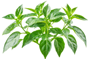 Lush green leaves display vibrant color and texture png