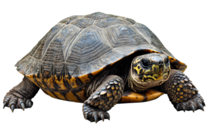 Turtle moving slowly on a clear day in nature png